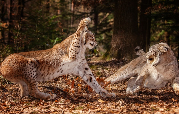 Схватка рысей в лесу
