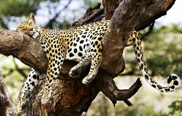 Спящий гепард 