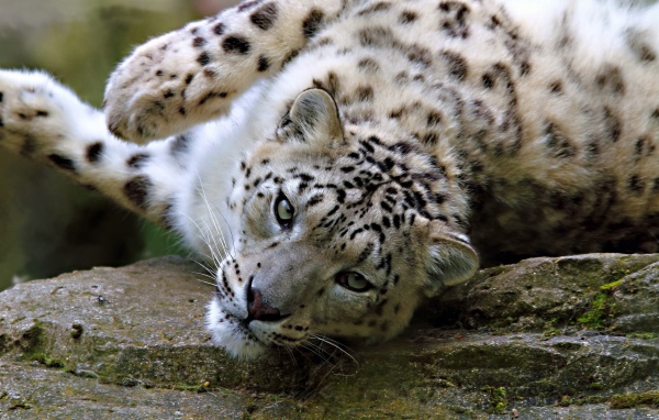 Снежный барс лежит на камне