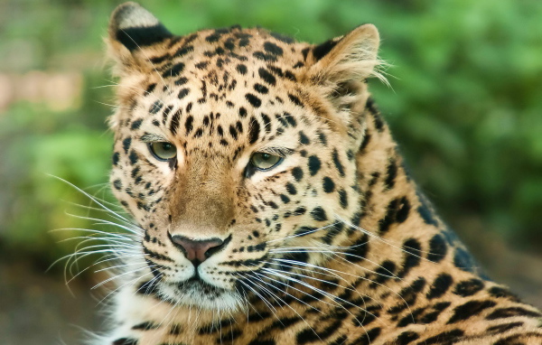 Спокойный взгляд леопарда