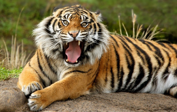 Суматранский опасный тигр