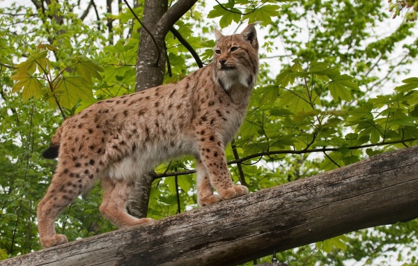 Рысь на дереве