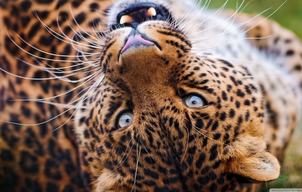 The muzzle is lying leopard
