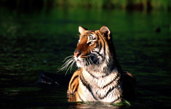 Тигр купается