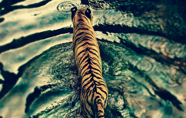 Тигр в царстве животных