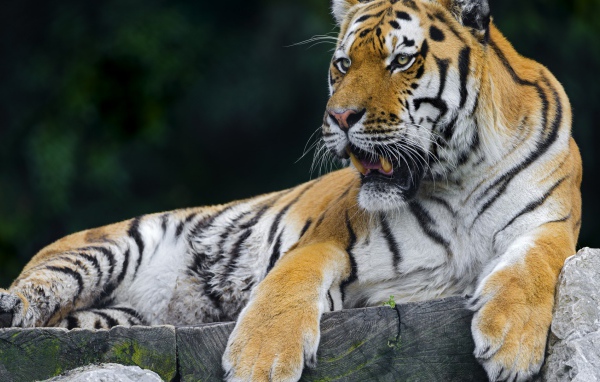 Тигр отдыхает на помосте