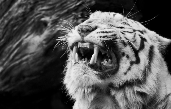 Тигр рычит