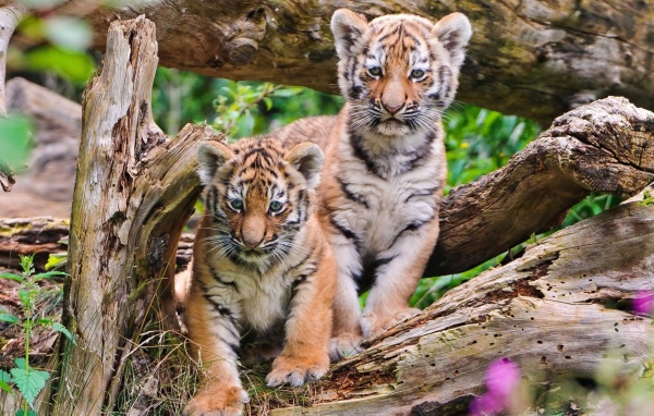 Два тигренка