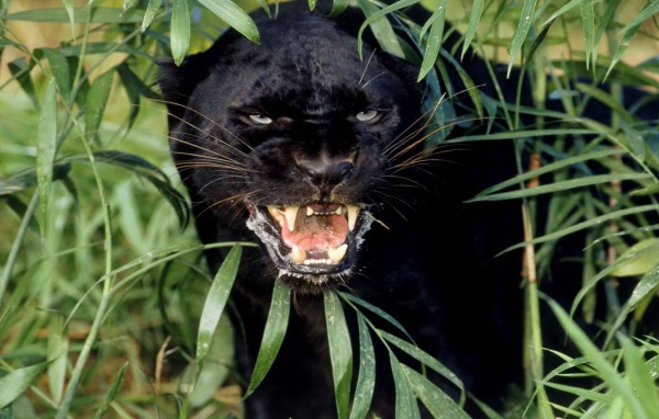 Взгляд черной пантеры