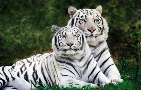 Белые бенгальские тигры