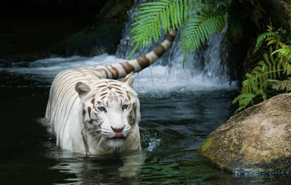Великолепный белый тигр