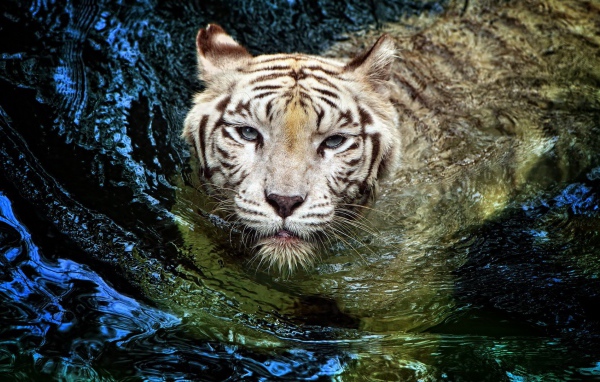 Белый тигр в воде