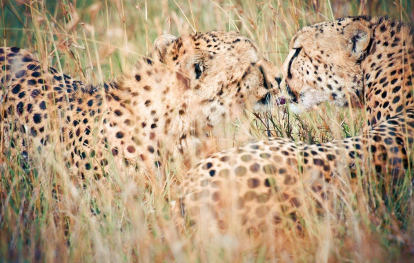 Дикий поцелуй