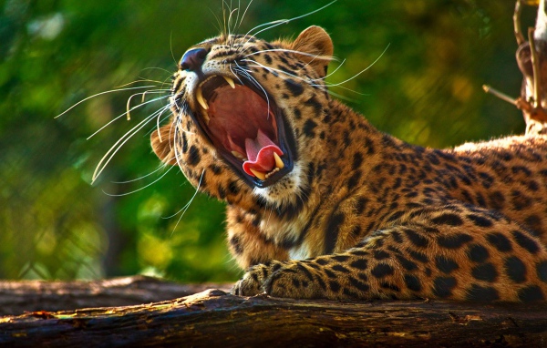 Леопард разинул пасть