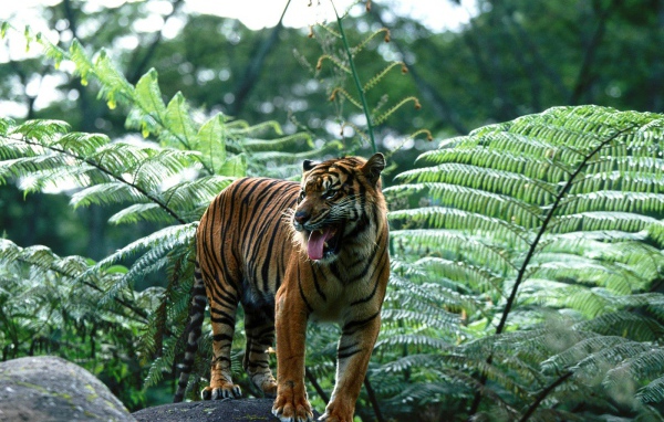 Индийский тигр