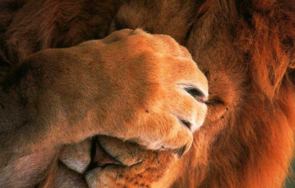 Лев закрыл глаза лапой