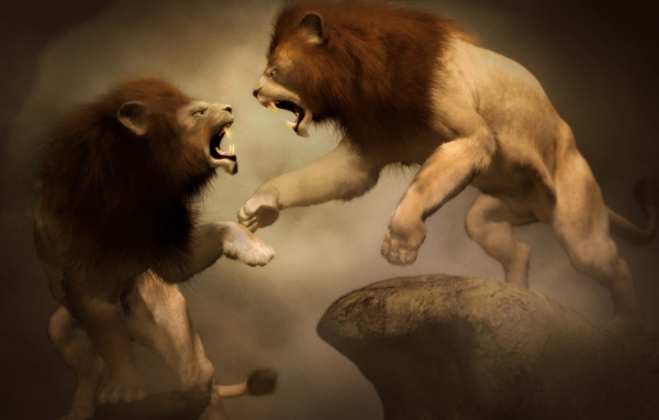 Битва двух львов