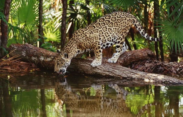 Ягуар на водопое