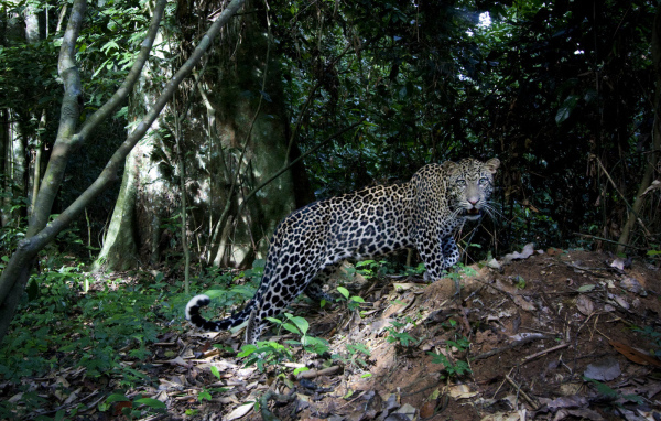 Леопард на природе