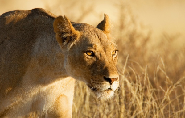 Лев крадется к добыче