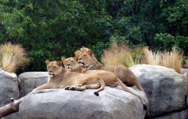 Львы в зоопарке