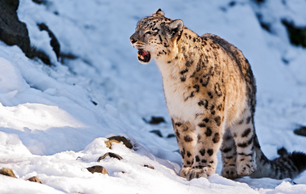 Снежный барс сидит на снегу