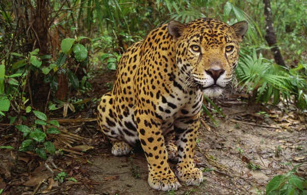 Леопард приготовился к прыжку