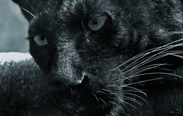 Морда черной пантеры