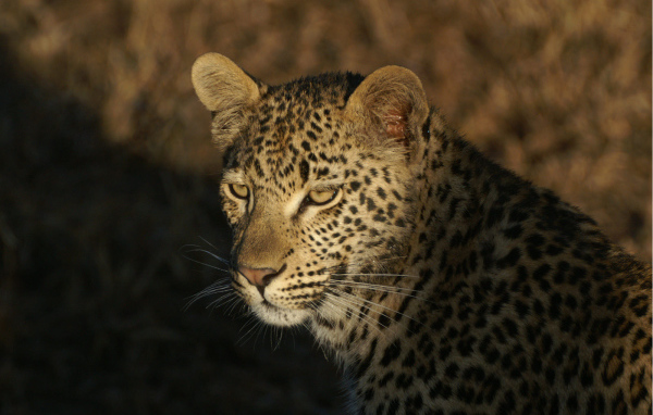 Дикая кошка леопард