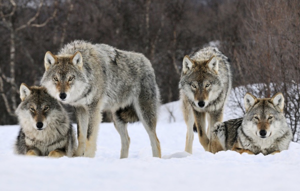Волки в Норвегии