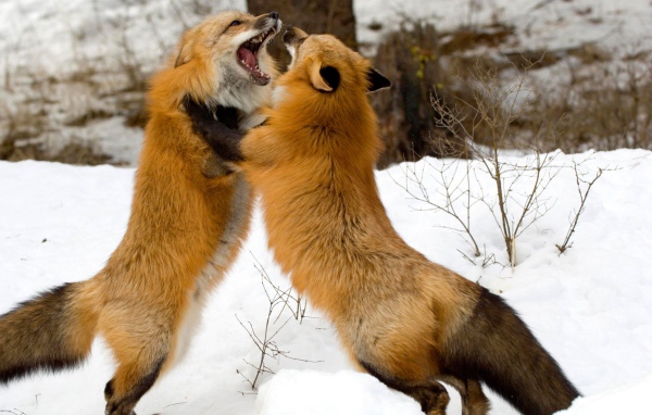 Красные лисы из Монтаны 