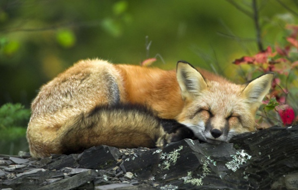 Спящая рыжая лиса