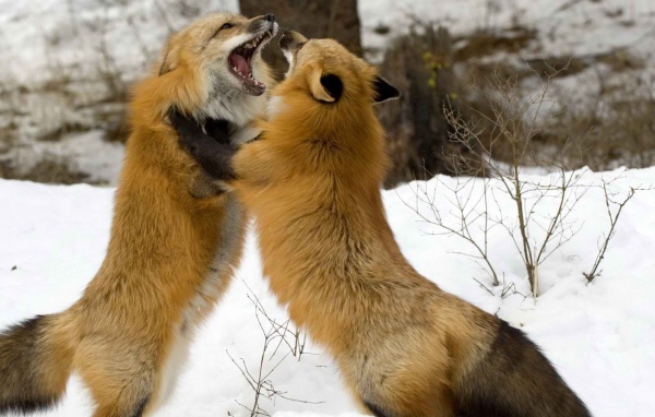 Борьба лисиц на снегу