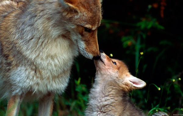 Волчонок просит еды