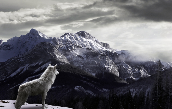 Волк в горах