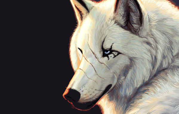 Белый волк со шрамами