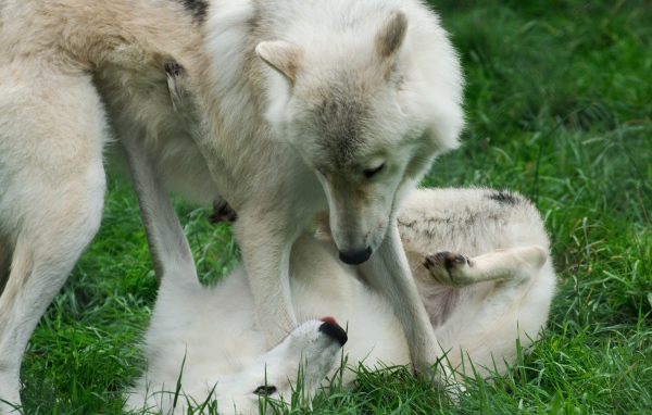 Волки играют на траве