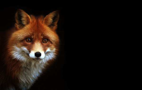 Рыжая лиса на черном фоне