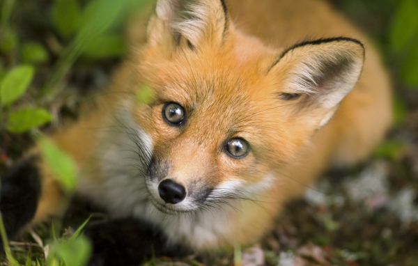 Рыжая хитрая лиса