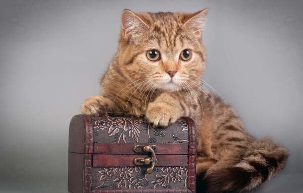 Шкатулка и котёнок