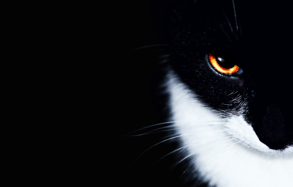 Белогрудый кот на черном фоне