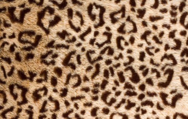 Banal leopard