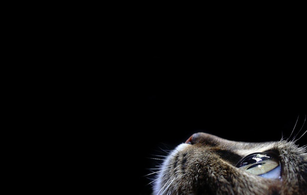 Кот смотрит вверх на черном фоне
