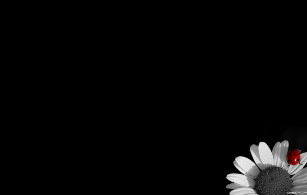 Цветок на черных обоях