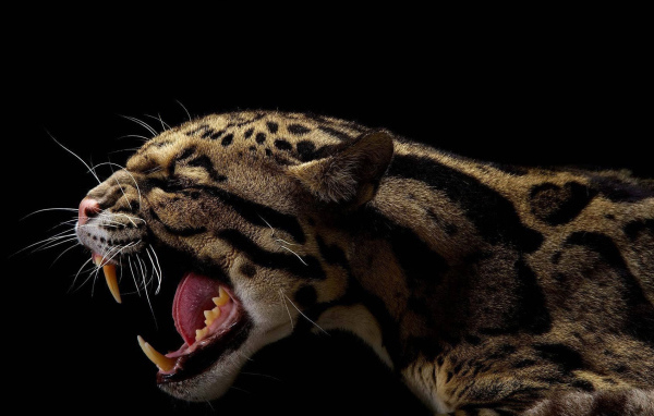 Оскал леопарда на черном фоне