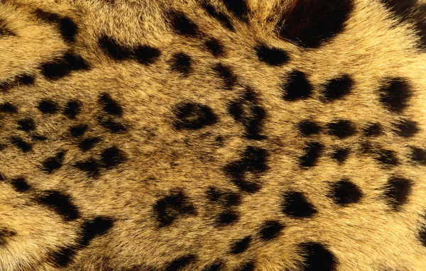 Мех леопарда