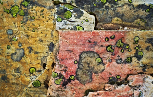 Плесень на камнях