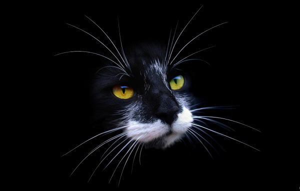 Морда кота на черном фоне