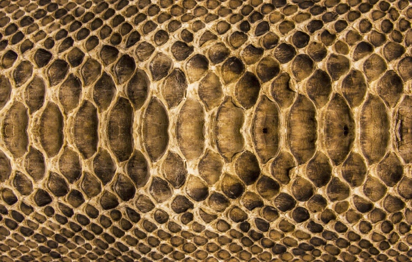 Змеиная кожа