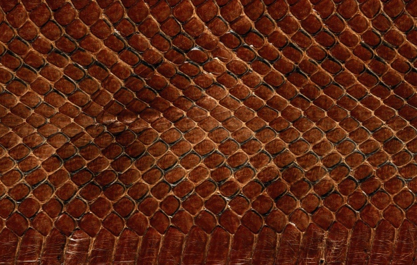 Змеинная кожа